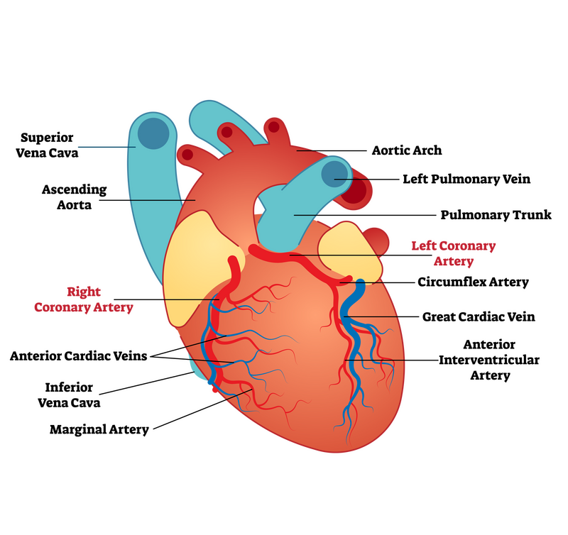 Coronary arteries